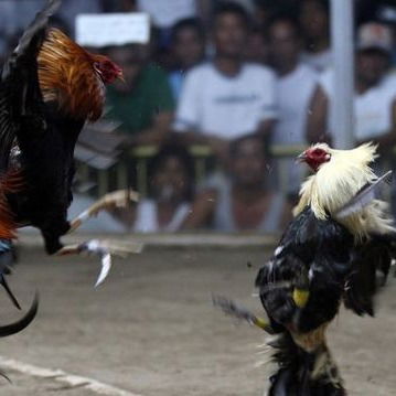 DAFTAR SABUNG AYAM S128