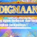 DAFTAR SABUNG AYAM DIGMAAN