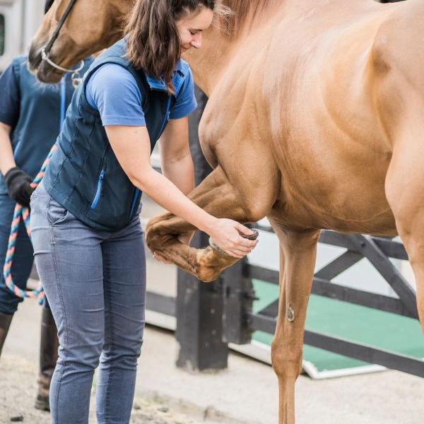 How to Deal with Emergency Pet Situation in Essex?