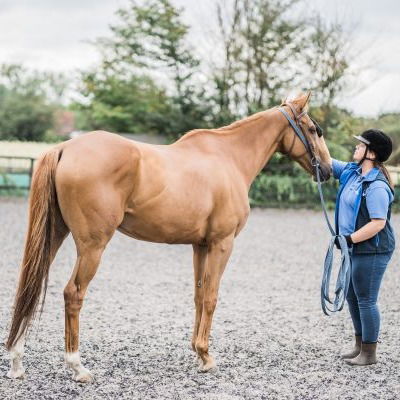 Beginners Guide to Horse Diet Plan in Essex