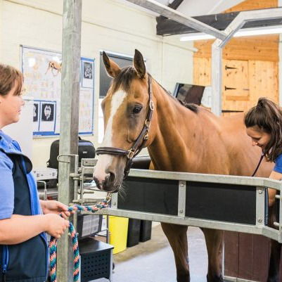 Things to Know Before Adopting/buying a Horse in Essex