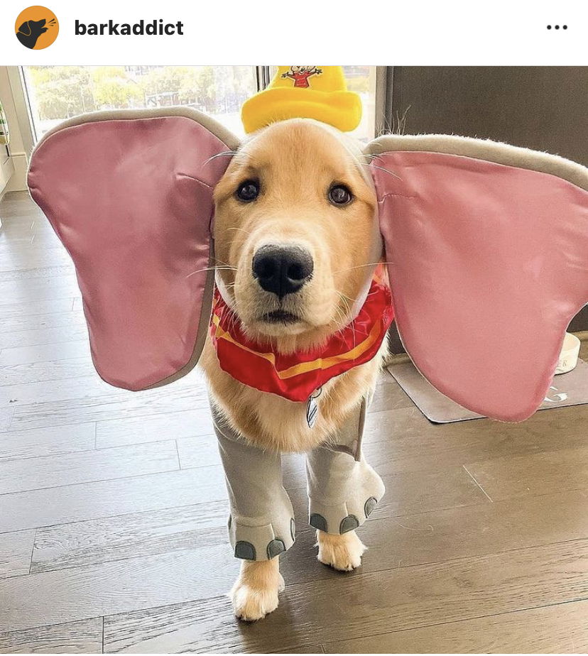 🐶手工狗狗餅乾/鮮食區 便宜健康