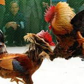 Sabung Ayam Aduan Terbaik