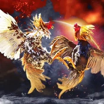 Ayam Sabung Termahal