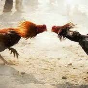 Adu Ayam Sampai Mati Di Bener Meriah