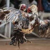 Situs Sabung Ayam Deposit Dana Malang