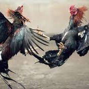 Sabung Ayam Halal Ende