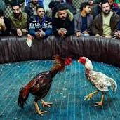 Situs Sabung Ayam Slot Di Pohuwato