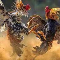 Ayam Aduan Filipina Di Goreng Kolaka