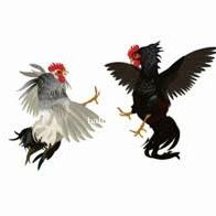 Adu Ayam Ko Tercepat Di Mappi