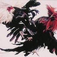 Aplikasi Sabung Ayam Kingwin247 Bontang