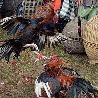 Rumus Sabung Ayam Online Muna Barat