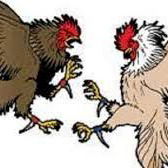 Situs Aman Sabung Ayam Di Buol