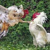 Kode Alam Kalah Adu Ayam Di Payakumbuh