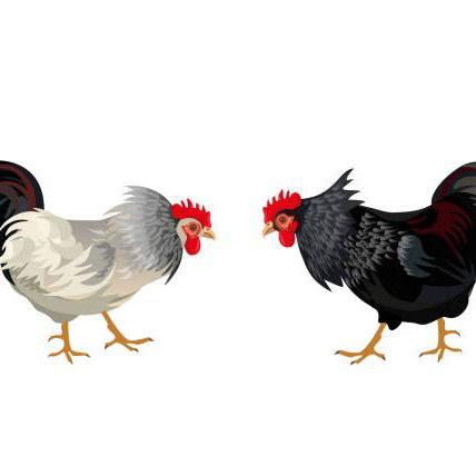 Kontes Adu Ayam Bangkok Internasional Solok