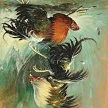 Ayam Aduan Dari Bangkok Di Karanganyar