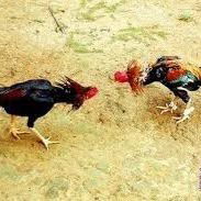 Main Sabung Ayam Online Di Sukamara