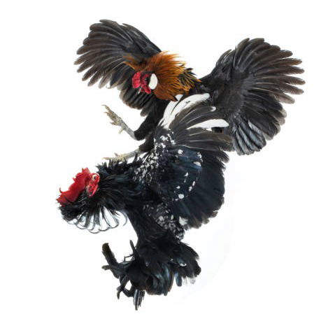 Bandar Sabung Ayam Situbondo