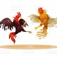 Sabung Ayam Live Online Trenggalek