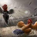 Adu Ayam Yokere Di Bondowoso