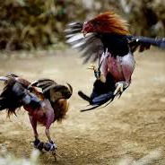 Sabung Ayam Yang Bagus Di Jember