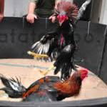 Adu Ayam Bangkok Youtube Di Jombang