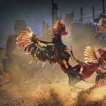 Adu Ayam Yang Bagus Di Kendiri