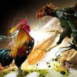 Harga Ayam Adu Bangkok Di Halmahera Utara