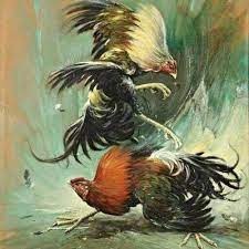 Ayam Sabung Pemalang Terkini