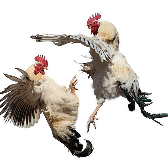 Sejarah Sabung Ayam Di Rembang