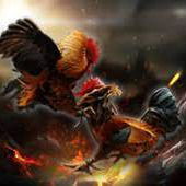 Download Apk Sabung Ayam Timor Tengah Utara