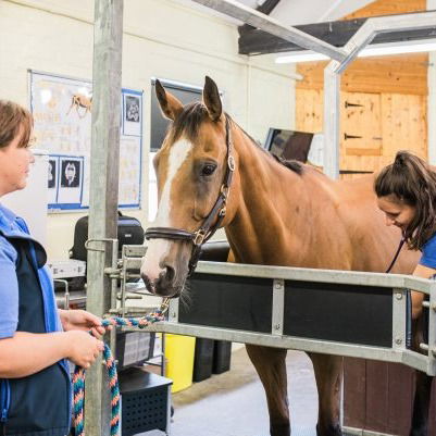 Addressing Common Horse Health Problems, Prevention and Care
