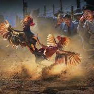 Merawat Ayam Aduan Cepat Di Asahan