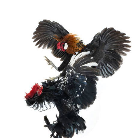 Menang Adu Ayam Harvest Moon Di Dairi