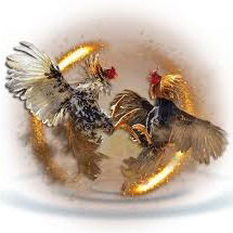 Game Adu Ayam Android Barito Kuala