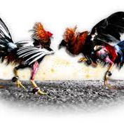 Ayam Adu Luar Negeri Live Di Pelalawan