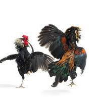 Ayam Adu Lokal Di Rokan Hilir