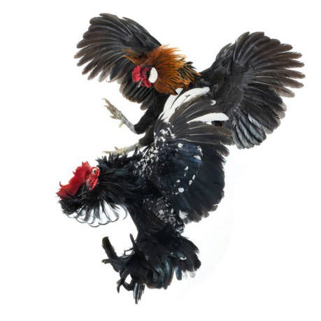 Nama Ayam Adu Bangkok Di Tasikmalaya