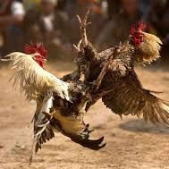 Harga Adu Ayam Di Arena Rote Ndao