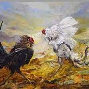 Sabung Ayam Teramanah Hd Di Sikka