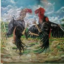 Sabung Ayam Terpercaya Di Sumba Barat