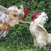 Sabung Ayam Bangkok Vs Birma Di Nias Utara