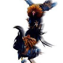 Sabung Ayam Pisau Di Pringsewu