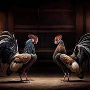 Pertandingan Sabung Ayam Di Metro