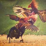 Menang Judi Sabung Ayam Di Sinjai