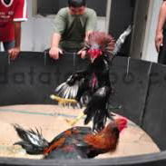 Situs Apk Sabung Ayam Daerah Banyuasin