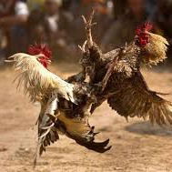 Link Situs Judi Sabung Ayam Di Kutai Barat