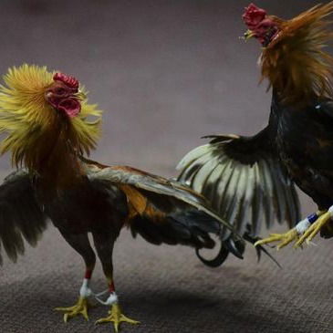 Situs Sabung Ayam Gampang JP Di Administrasi Jakarta Pusat