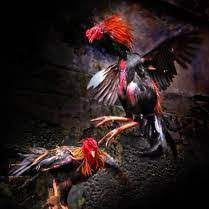 Sabung Ayam Kingwin247 Terpercaya Di Administrasi Jakarta Barat