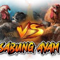 Moonbet303 Link Sabung Ayam WS168 Terbaru Anti Lag Paling Lancar Live 24 Jam Nonstop